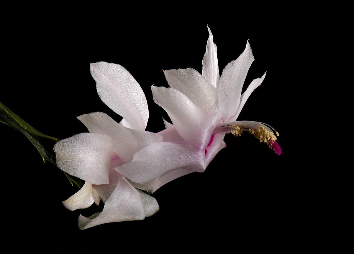 Schlumbergera - Ann Laverock